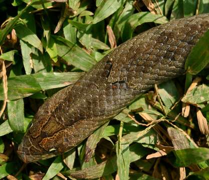 Image of Brown Kukri Snake