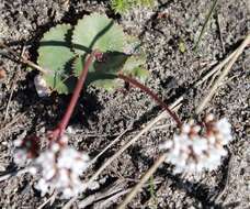 Image of Crassula saxifraga Harv.