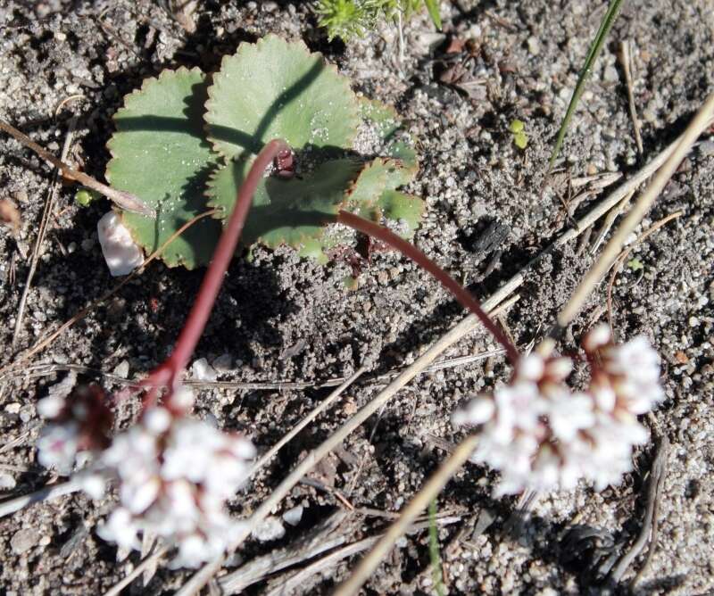 Image of Crassula saxifraga Harv.