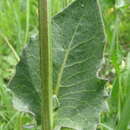 Imagem de Crepis pannonica (Jacq.) C. Koch