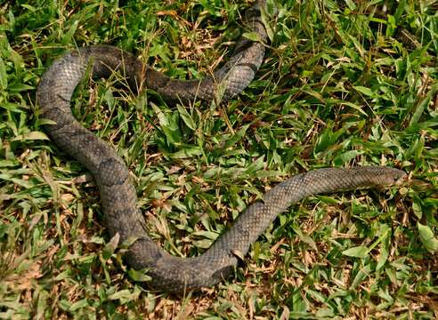 Image of Brown Kukri Snake