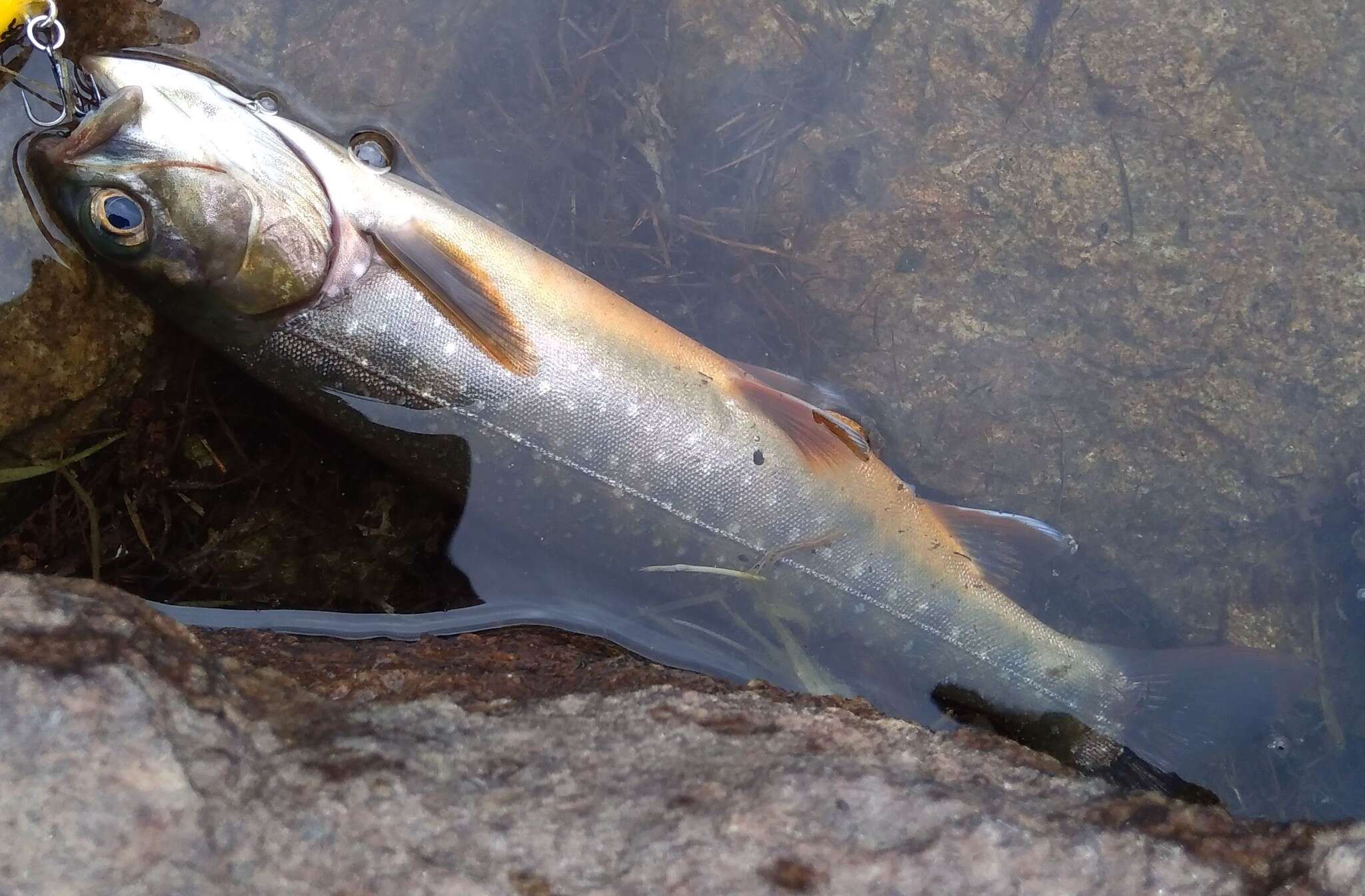 Image of Arctic Char