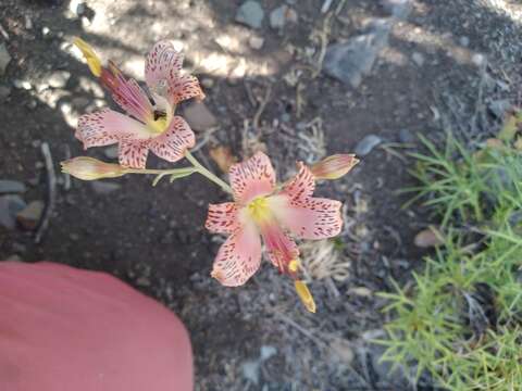 Imagem de Alstroemeria versicolor Ruiz & Pav.