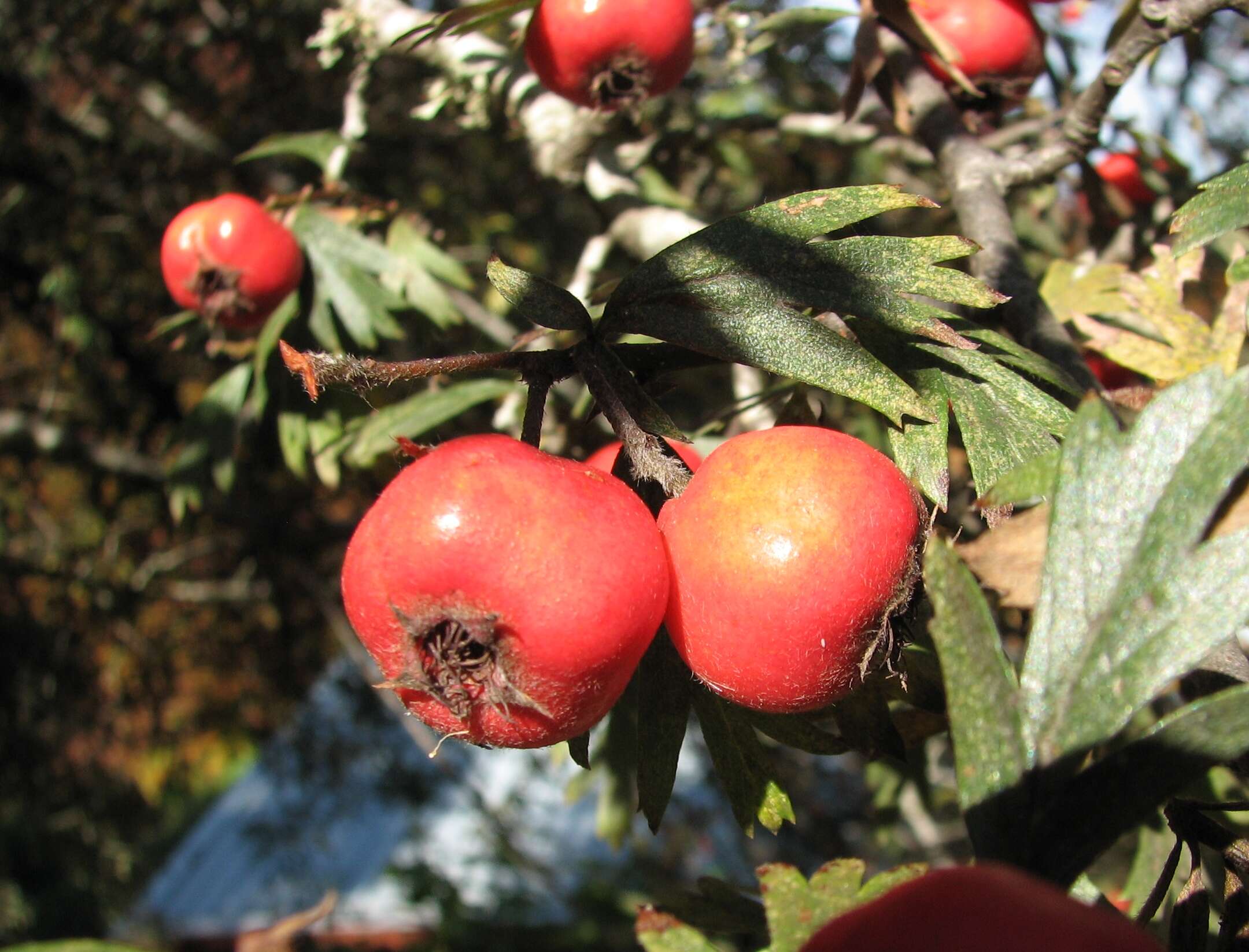 Image of Crataegus orientalis Pall. ex Bieb.