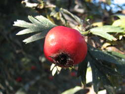 Image of Crataegus orientalis Pall. ex Bieb.