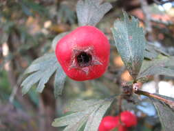 Image of Crataegus orientalis Pall. ex Bieb.