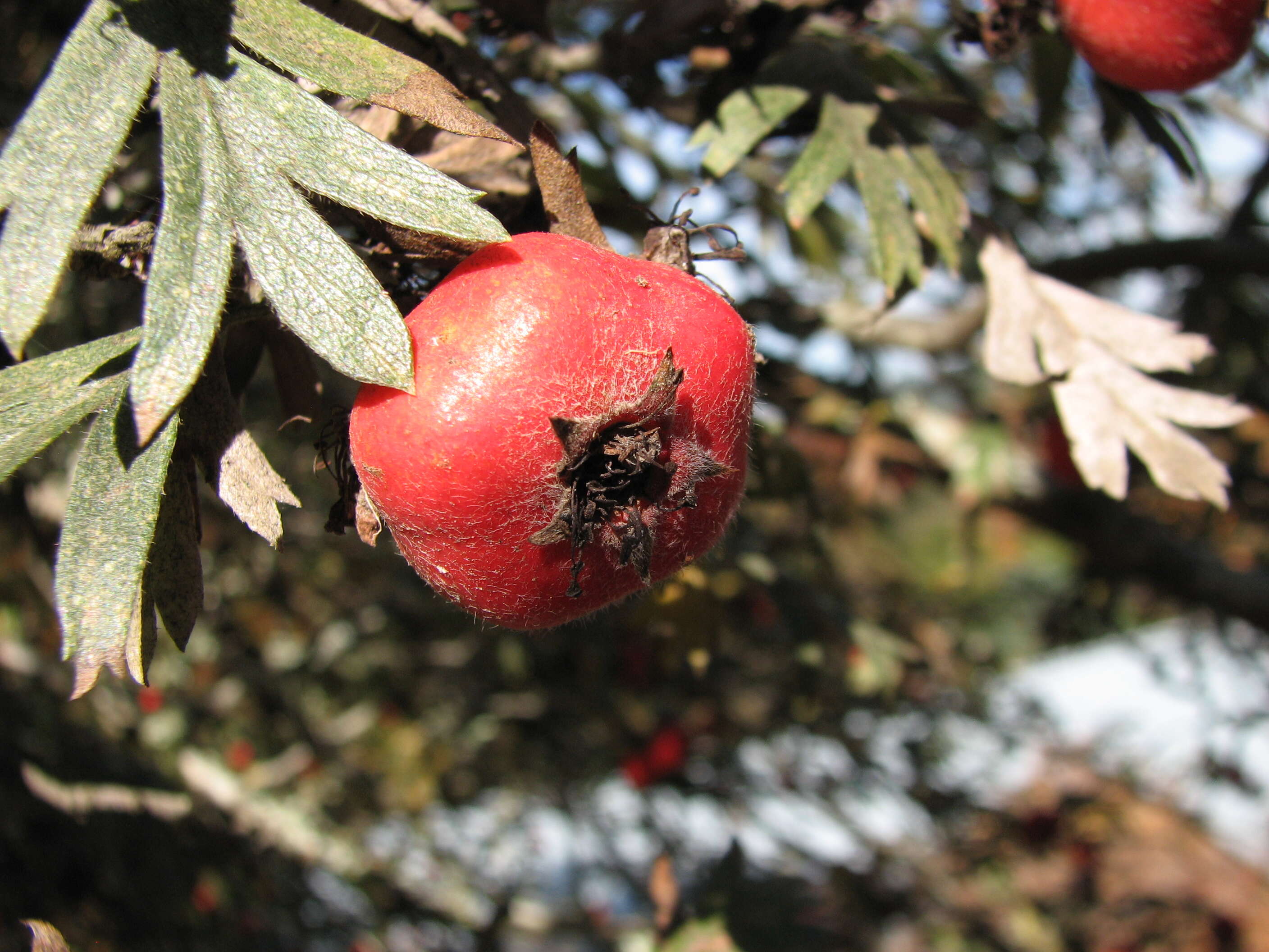 Image of Crataegus orientalis Pall. ex Bieb.