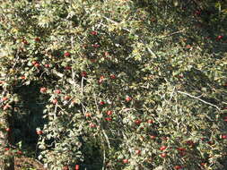 Image of Crataegus orientalis Pall. ex Bieb.