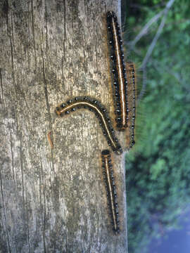 Malacosoma americana Fabricius 1793 resmi