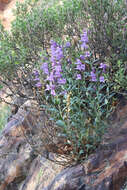 Image of broadleaf beardtongue