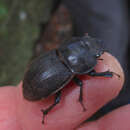 Image of Helms' stag beetle