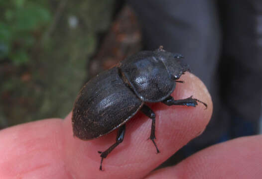 Image of Helms' stag beetle