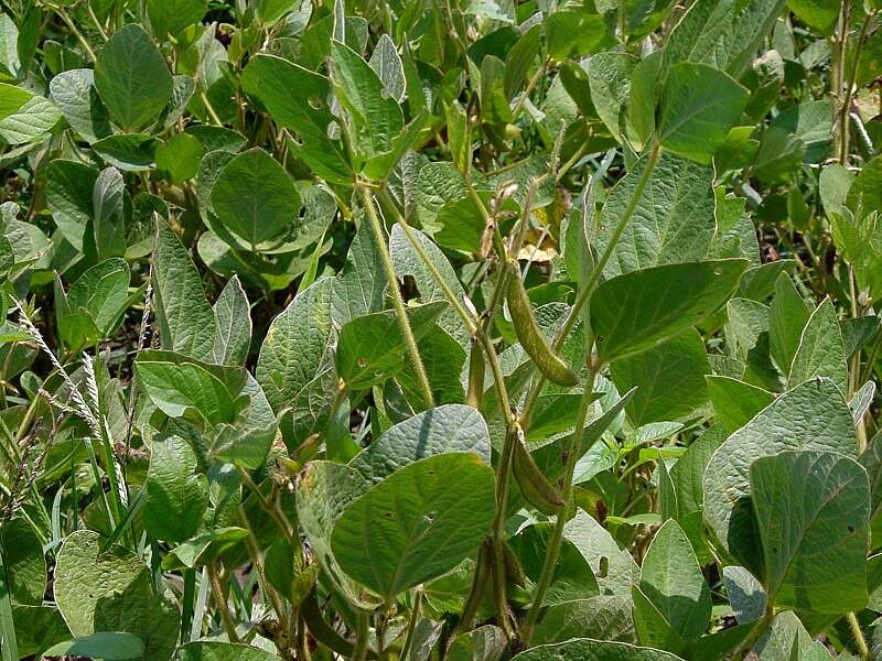 Image of soybean