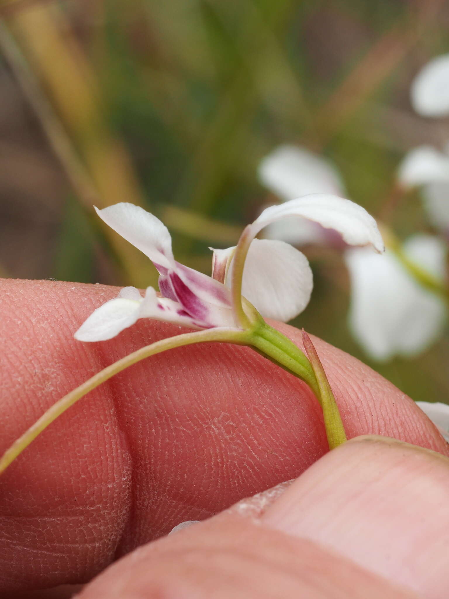 Image of White donkey orchid