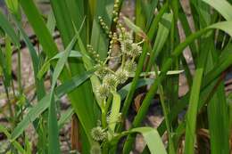 Image of Branched Bur-reed