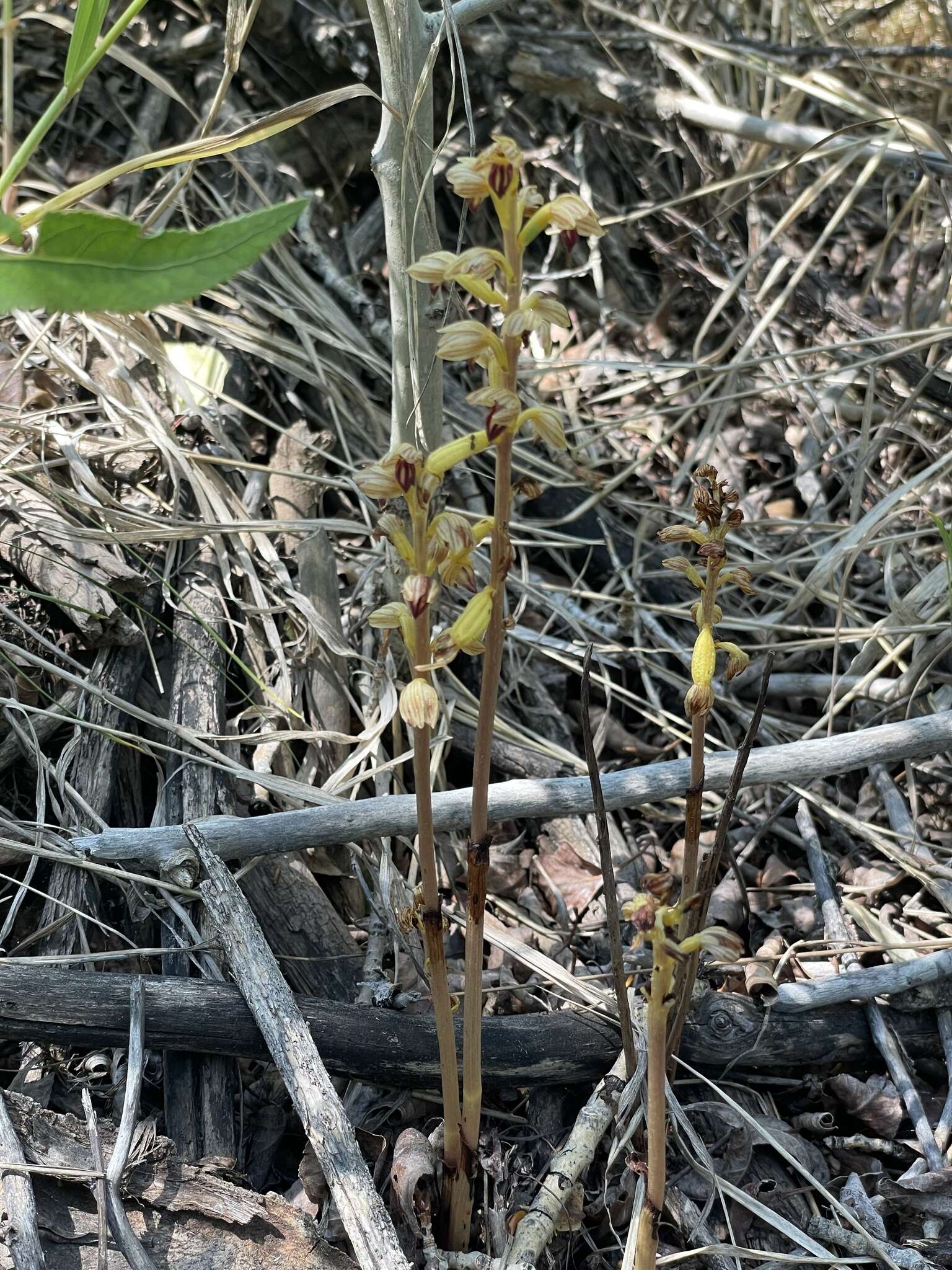 Image de Corallorhiza striata var. vreelandii (Rydb.) L. O. Williams