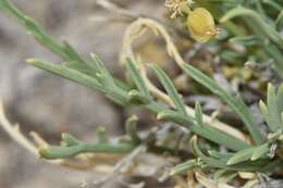 Imagem de Lomatium nuttallii (A. Gray) Macbr.