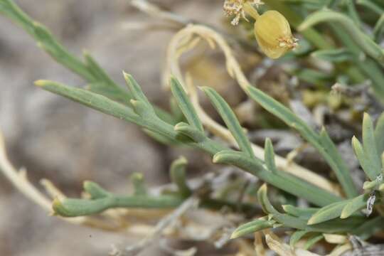 Plancia ëd Lomatium nuttallii (A. Gray) Macbr.