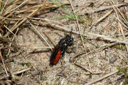 Image of Sphecodes albilabris (Fabricius 1793)