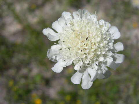 Image of Scabiosa bipinnata C. Koch