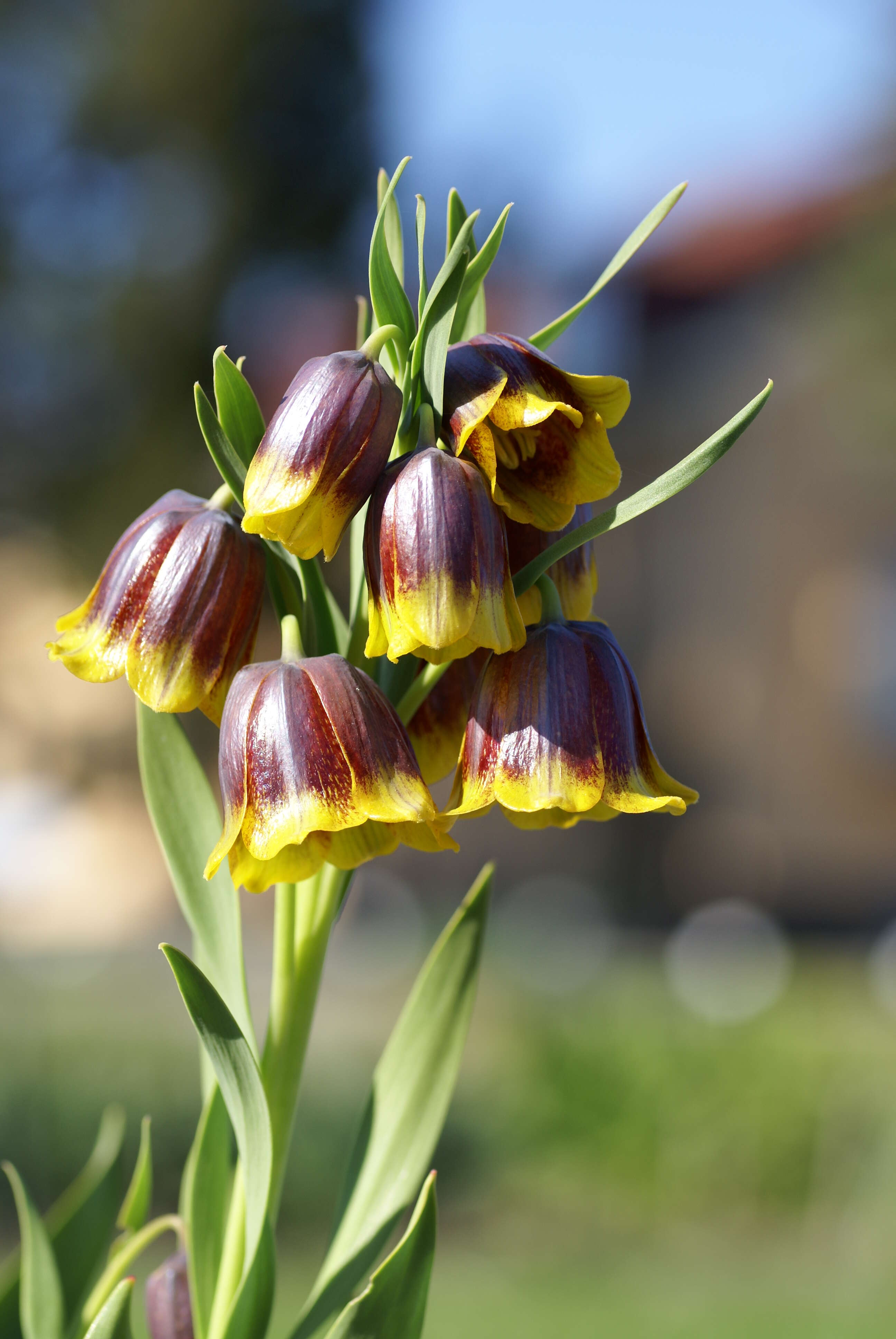 Image of Fritillaria michailovskyi Fomin