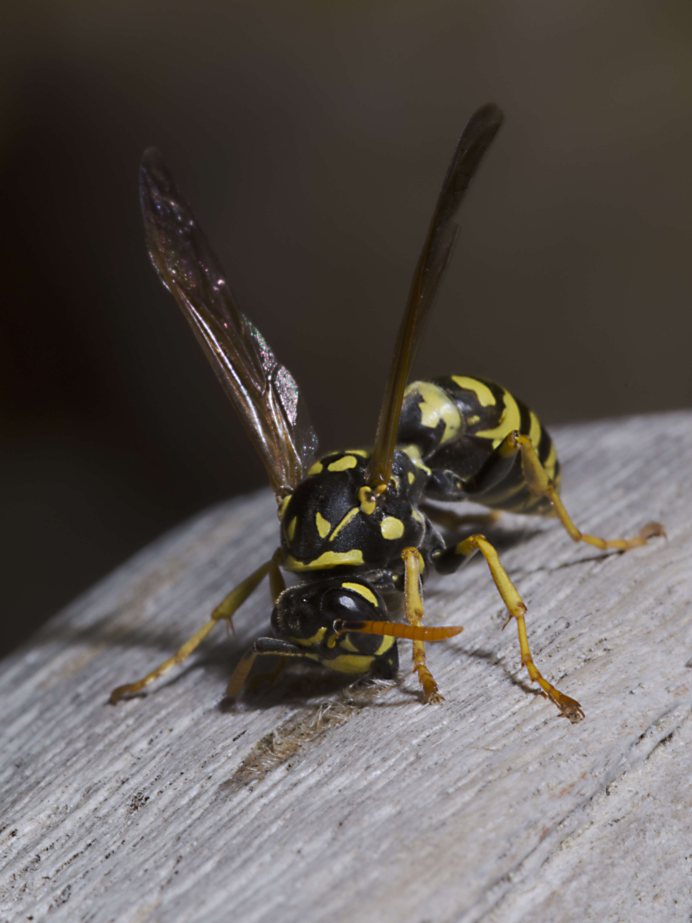 Plancia ëd Polistes dominula (Christ 1791)