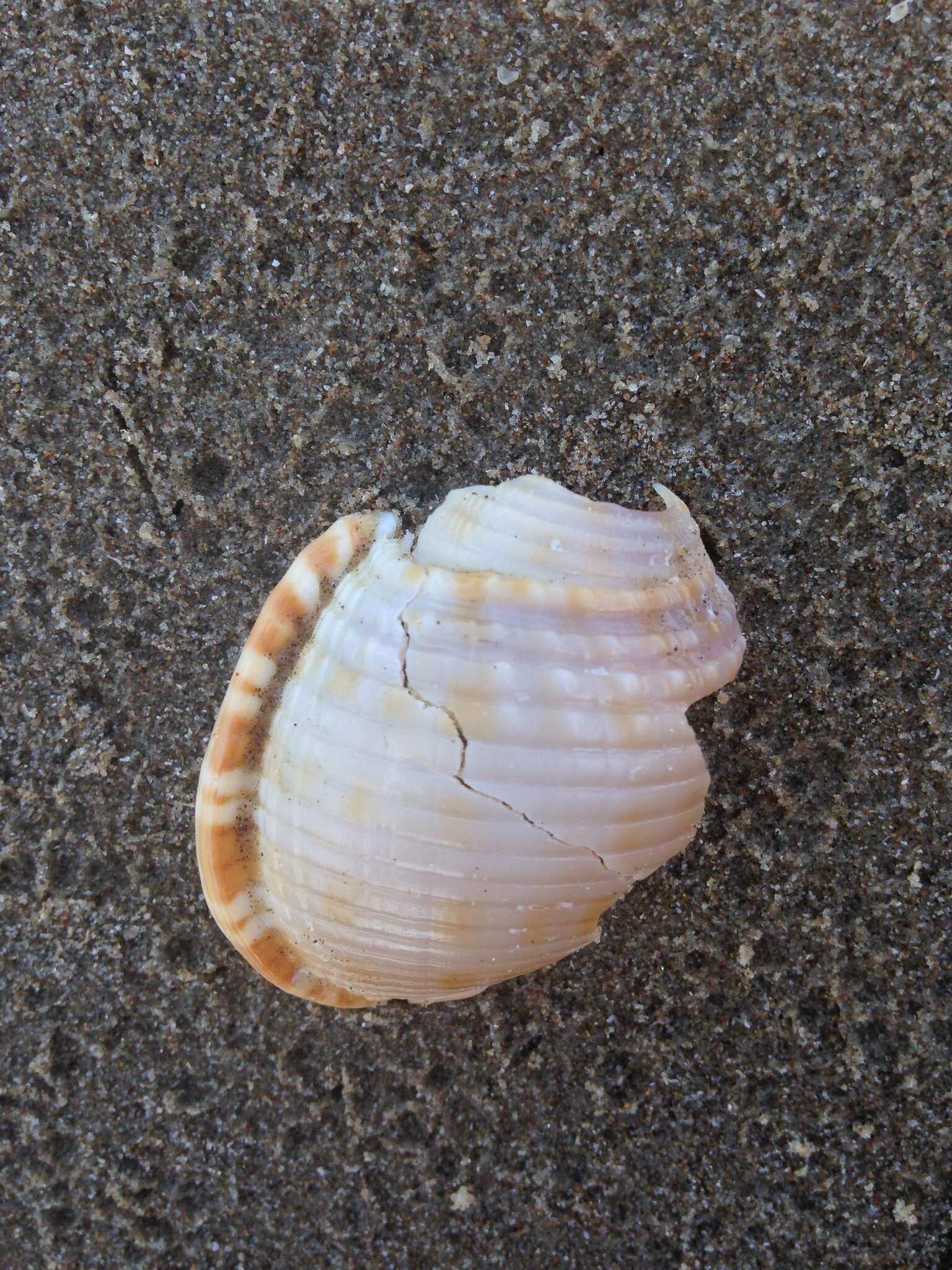 Image of Mediterranean Bonnet