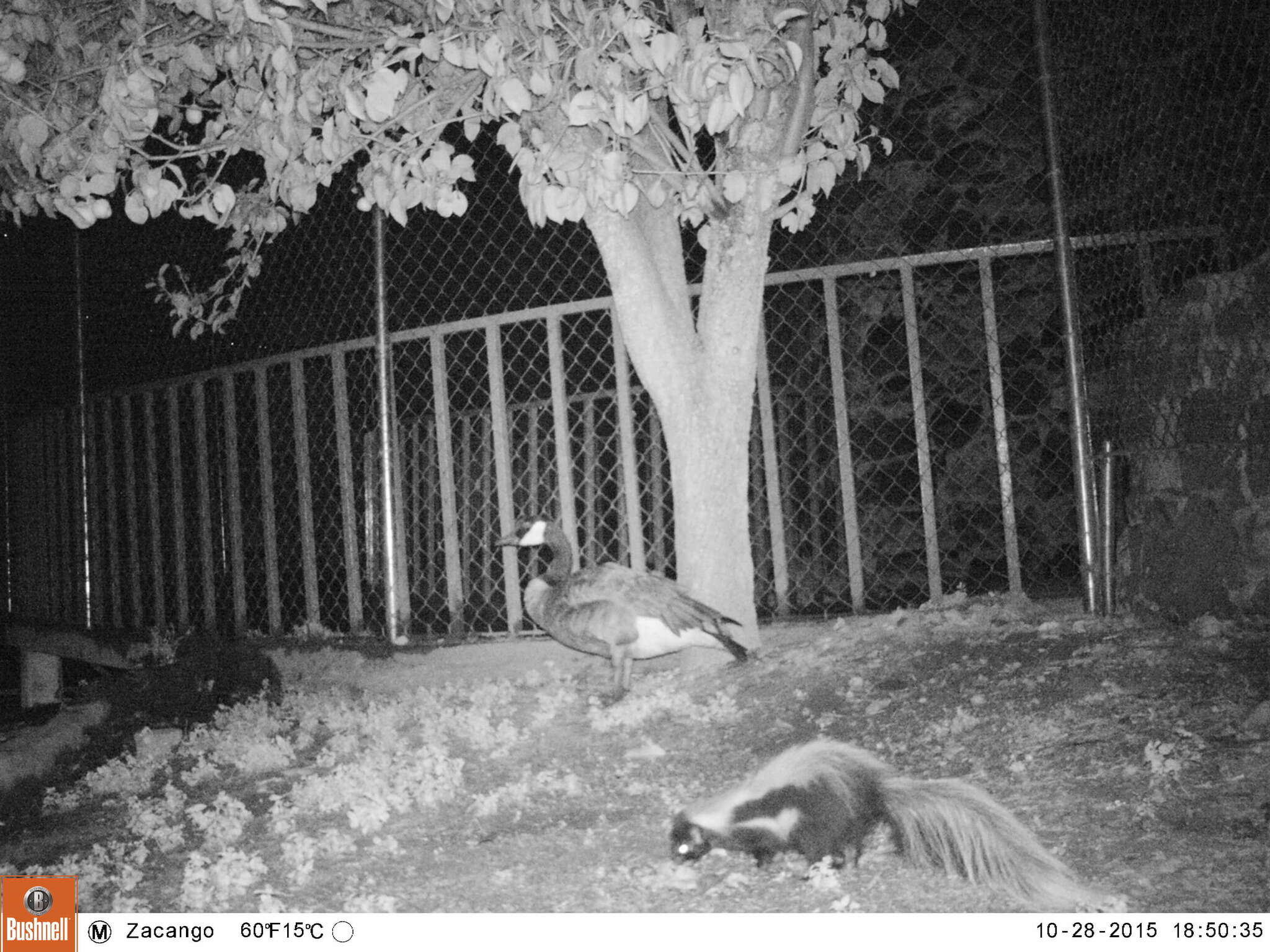 Image of Hooded Skunk