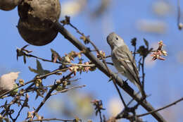 Empidonax hammondii (Xántus 1858)的圖片