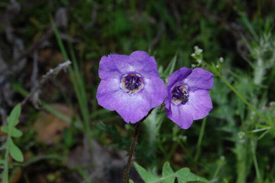 Image of blue fiestaflower