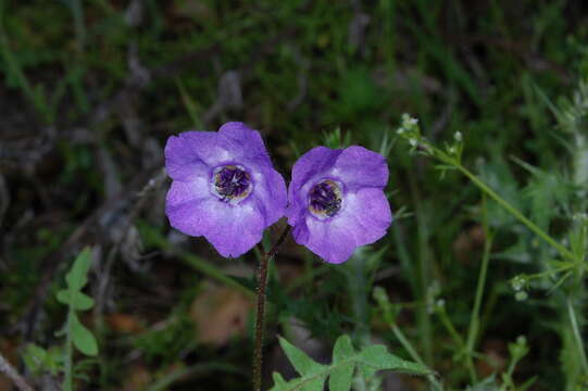 Image of blue fiestaflower