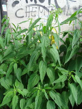 Image of Urtica dioica subsp. pubescens (Ledeb.) Domin