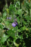 Image of bluewitch nightshade