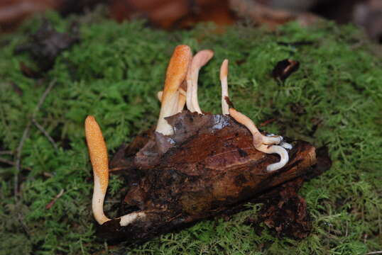 صورة Cordyceps militaris (L.) Fr. 1818