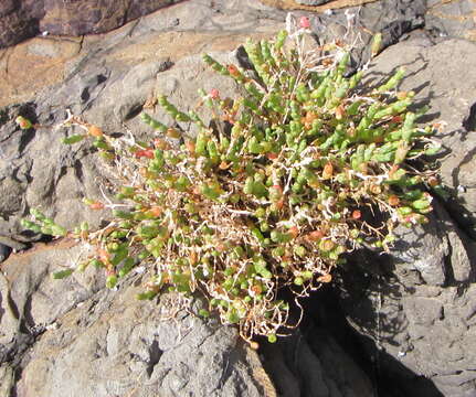 Sivun Salicornia quinqueflora Bunge ex Ung.-Sternb. kuva