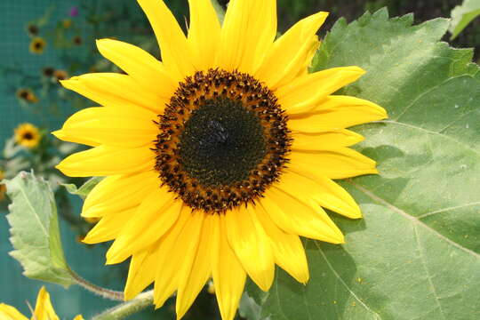 Image of common sunflower