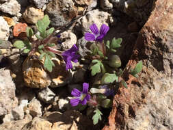 Image of Schistophragma intermedium (A. Gray) Pennell