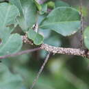 Putterlickia verrucosa (E. Mey. ex Sond.) Sim resmi