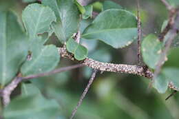 Image of Putterlickia verrucosa (E. Mey. ex Sond.) Sim