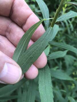 Imagem de Solidago altissima subsp. gilvocanescens (Rydb.) Semple