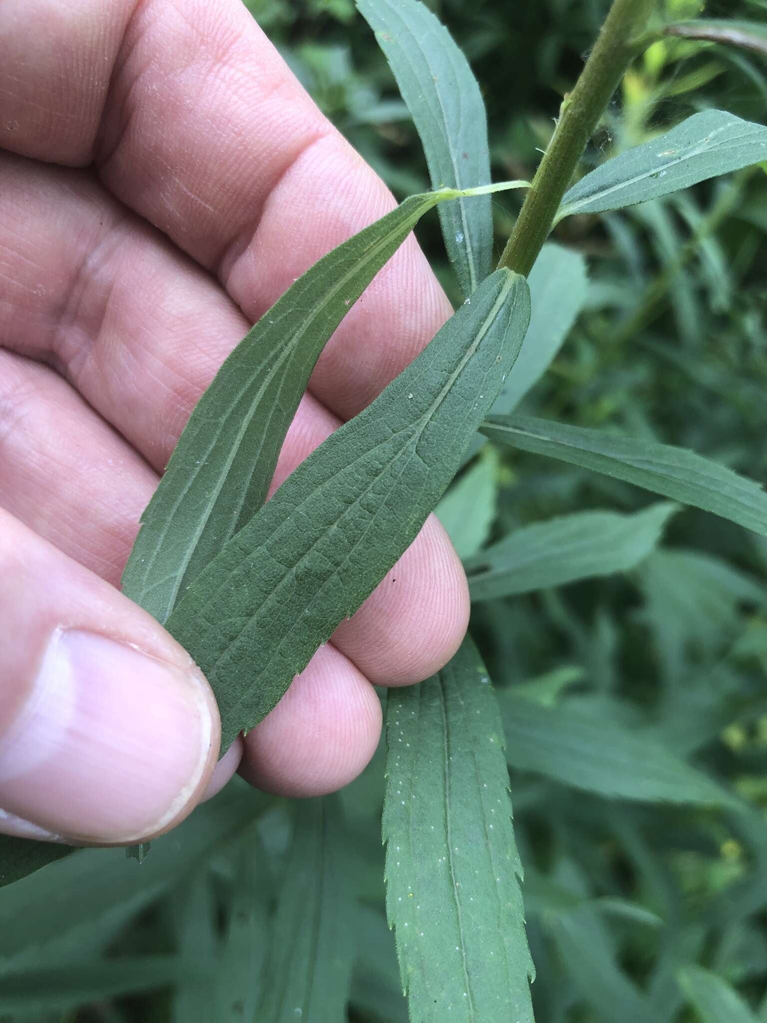 صورة Solidago altissima subsp. gilvocanescens (Rydb.) Semple