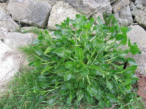 Image of sea beet