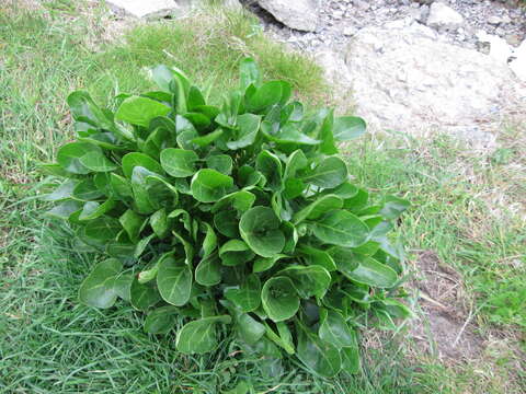 Image of sea beet