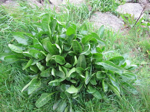 Image of sea beet