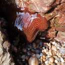 Imagem de Actinia fragacea Tugwell 1856