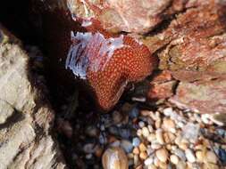 Image of Strawberry anemone