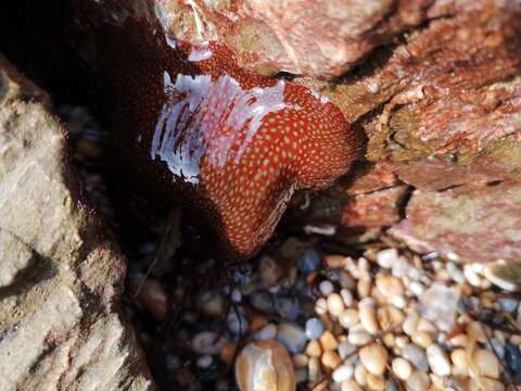 Sivun Actinia fragacea Tugwell 1856 kuva