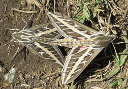Image of White-lined Sphinx