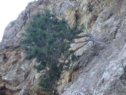 Image of Juniperus phoenicea subsp. turbinata (Guss.) Nyman