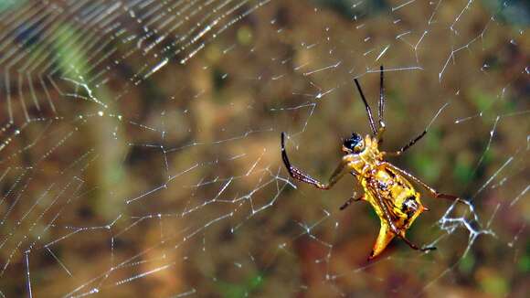 Image of Micrathena sanctispiritus Brignoli 1983